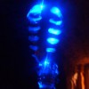 Trilobit