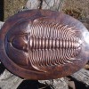Trilobit