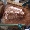 trilobit
