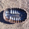 Forma na pečení - Trilobit