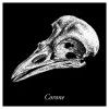 Pexeso - Vrána - Corone